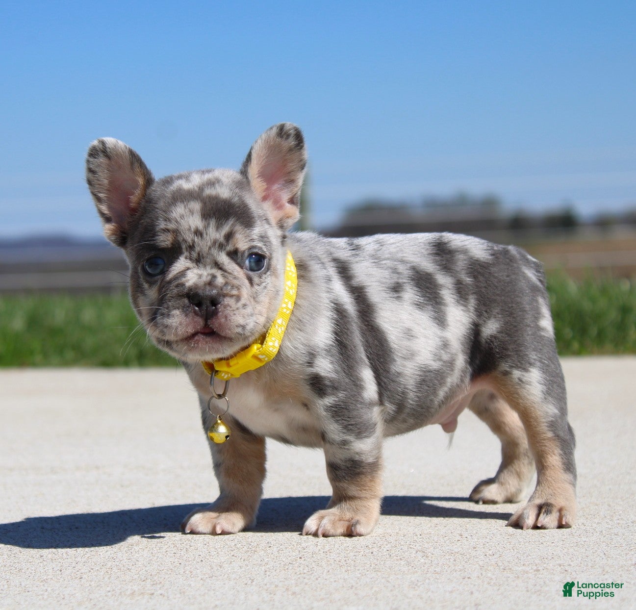 French Bulldog dogs Leo - Ad 1