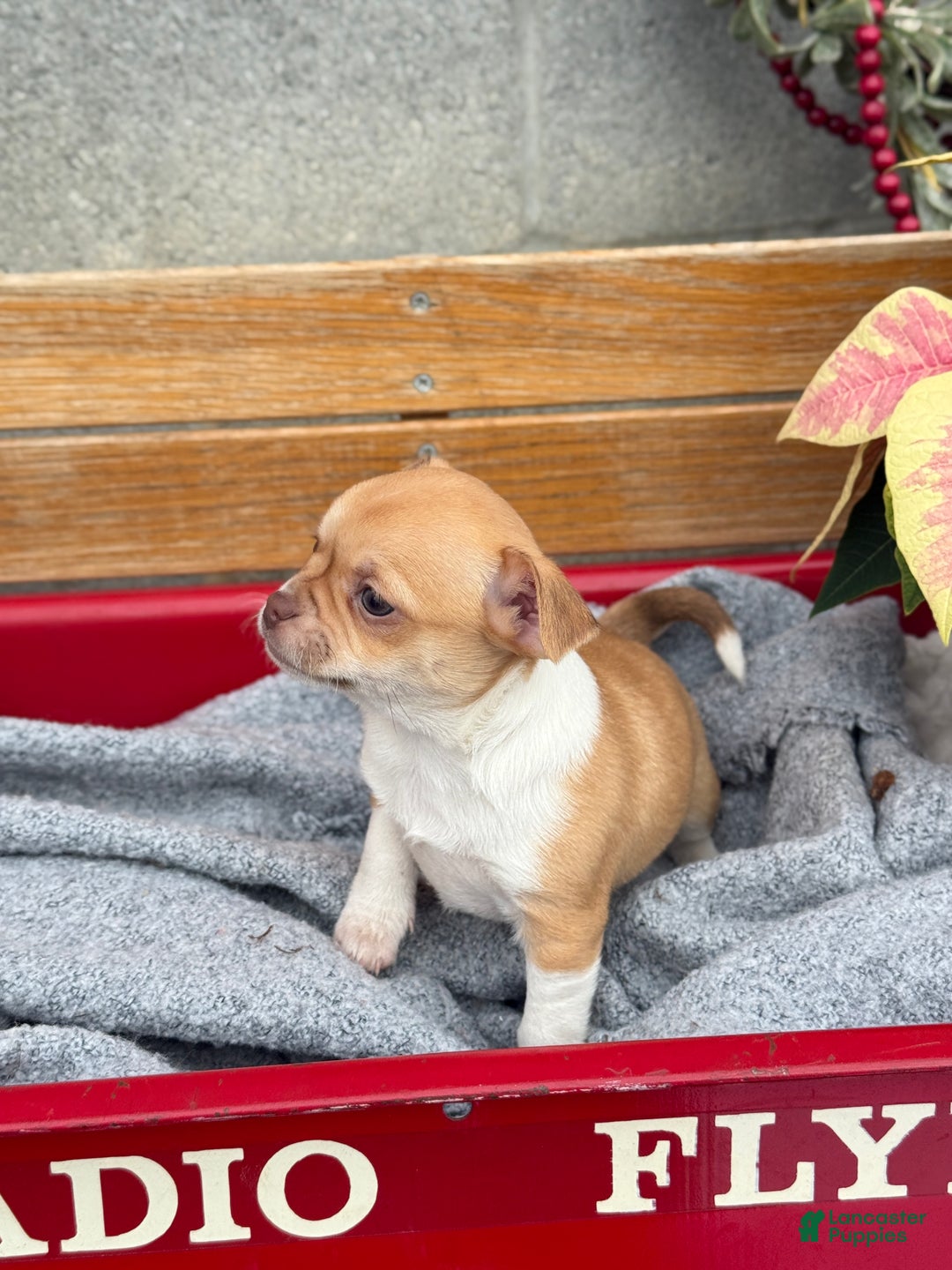 Chihuahua dogs for sale: Crystal - Ad 8