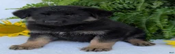 German Shepherd dogs for sale: Dani - Ad 6