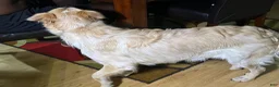 Mixed Breed dogs for sale: Mixed Breed 1 - Ad 9