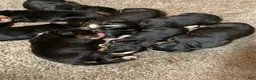 Bernese Mountain Dog dogs for sale: Bernese Mountain Dog Puppy 8 - Ad 1
