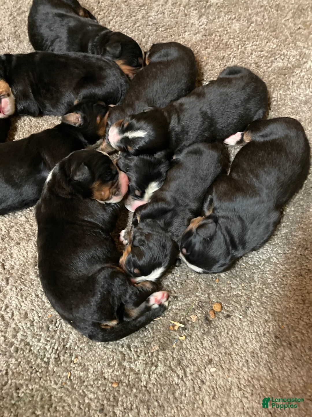 Bernese Mountain Dog dogs for sale: Bernese Mountain Dog Puppy 8 - Ad 1