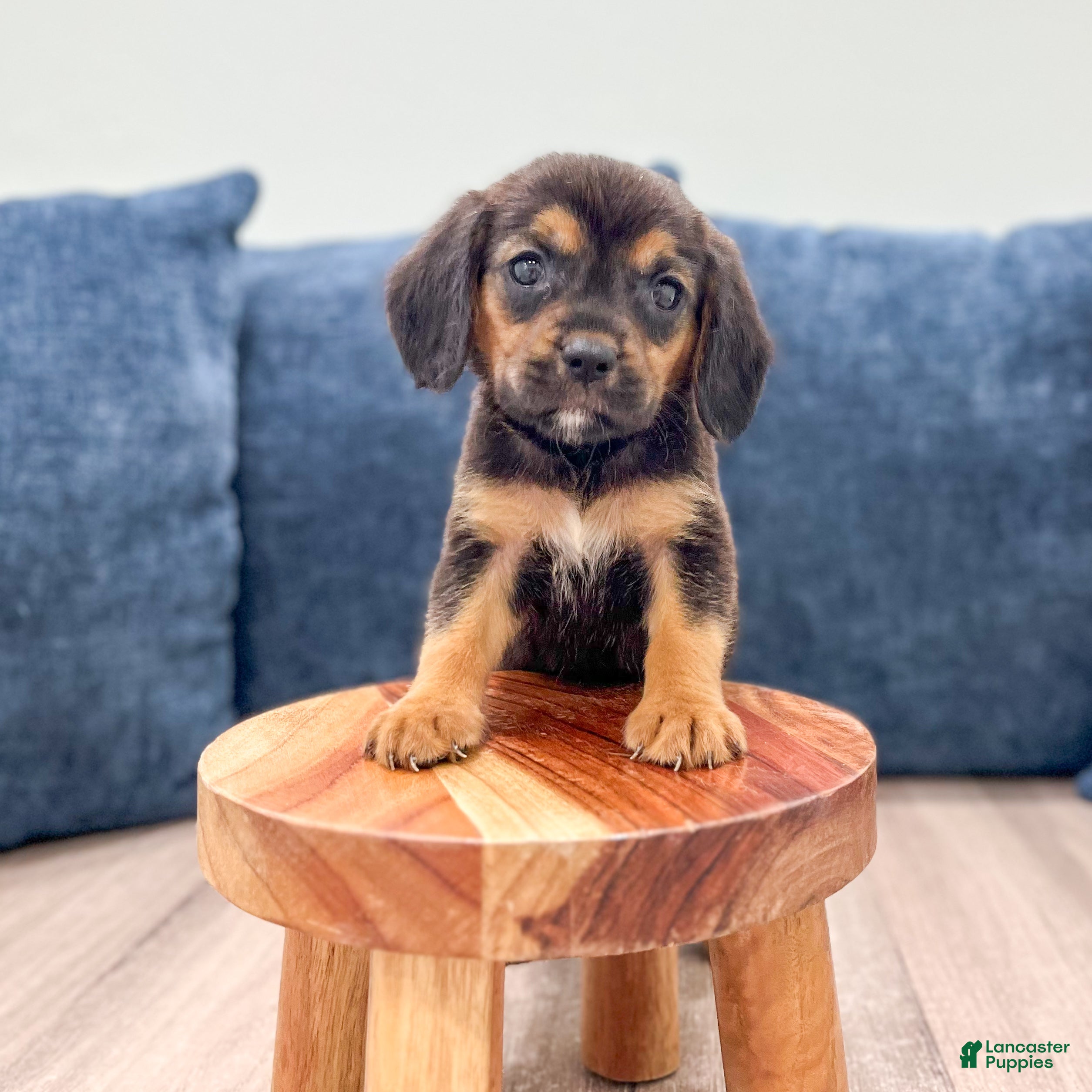Beaglier dogs Dove - Ad 2