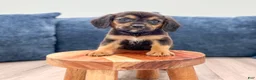 Beaglier dogs for sale: Dove - Ad 2