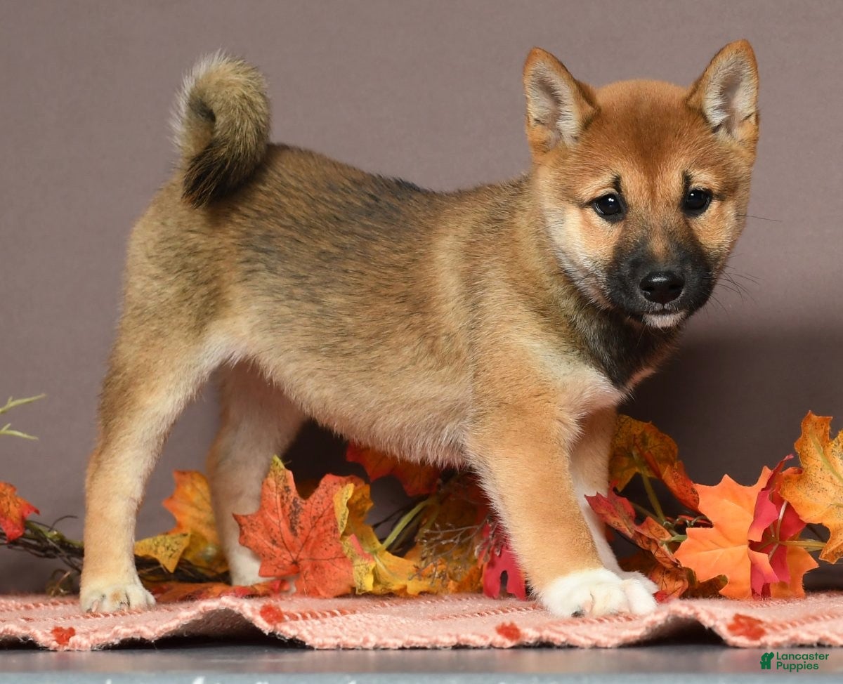 Shiba Inu dogs Whimsey - Ad 3