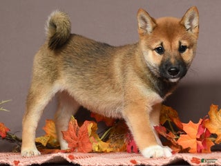 Shiba Inu dogs Whimsey - Ad 1