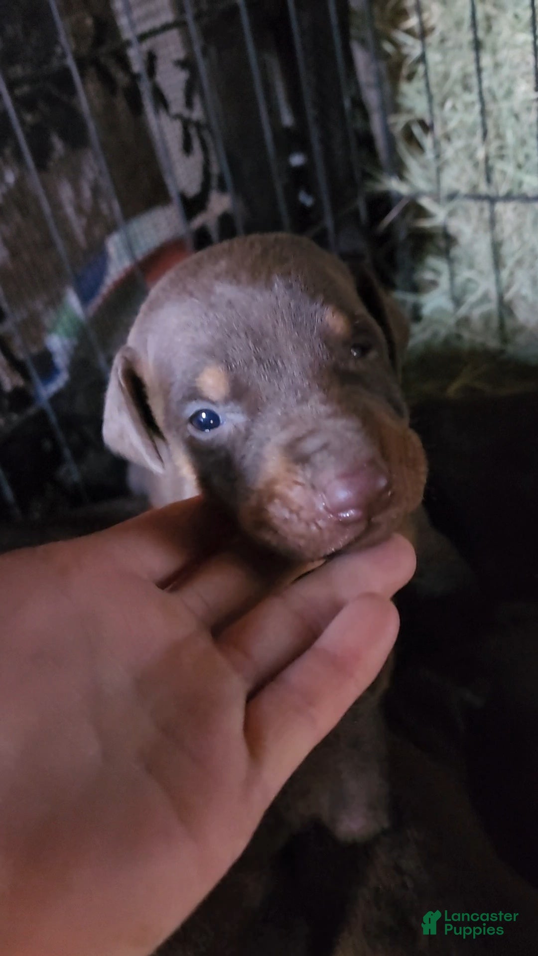 Doberman Pinscher dogs Poppy M1 - Ad 10