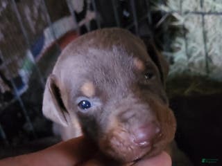 Doberman Pinscher dogs Poppy M1 - Ad 10