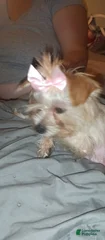 Queenie