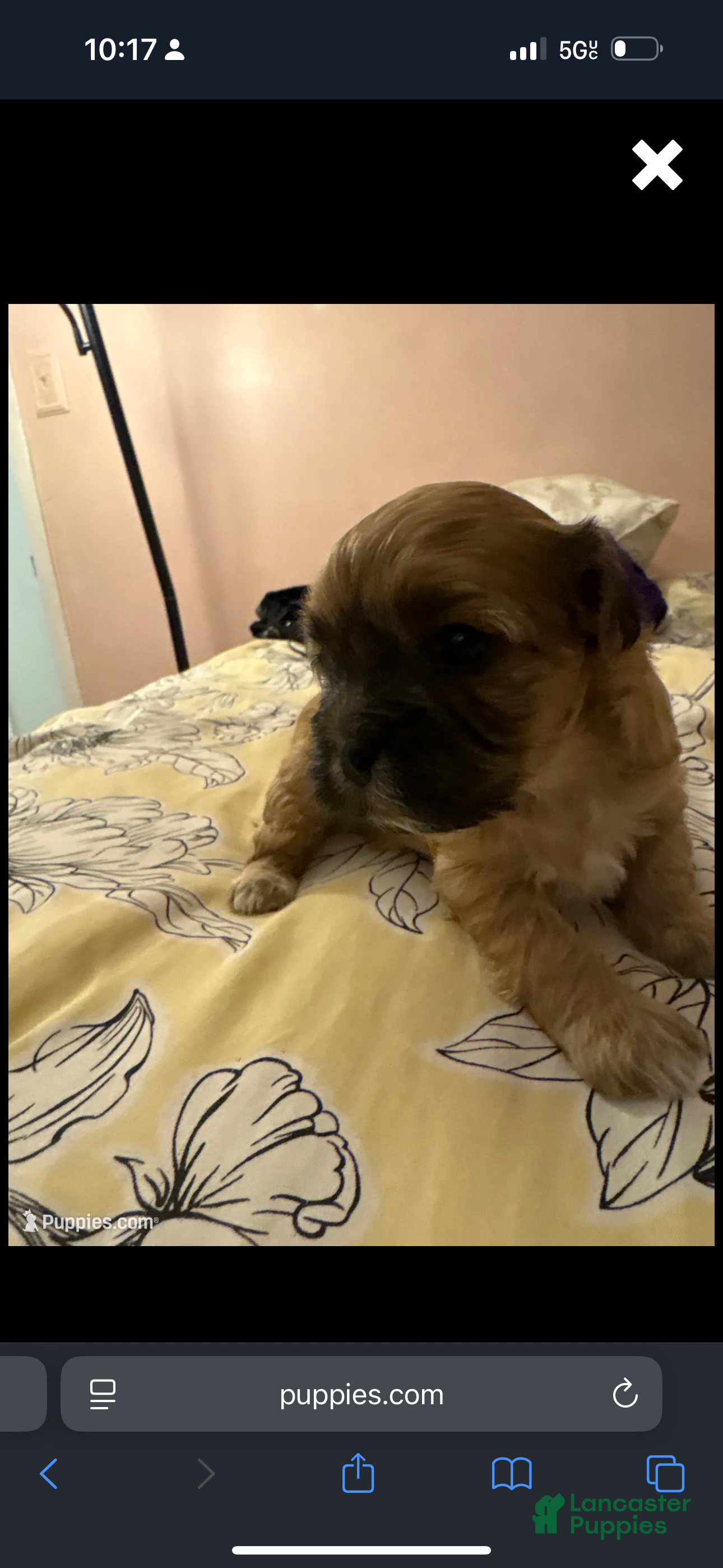 Mixed Breed dogs Mixed Breed Puppy 4 - Ad 34