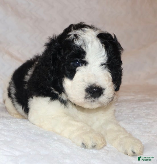 Mini Goldendoodle dogs Ryan - Ad 2