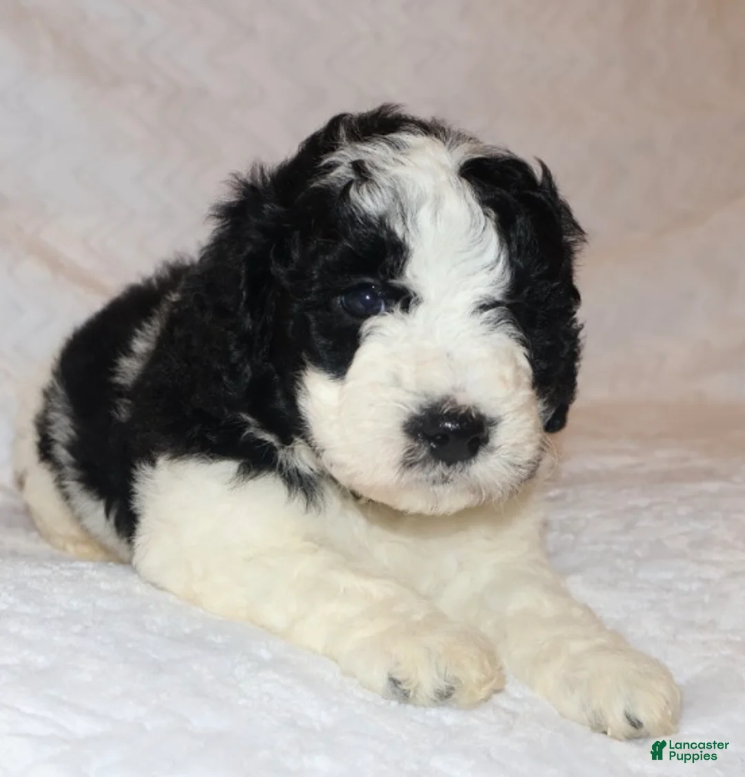 Mini Goldendoodle dogs for sale: Ryan - Ad 2