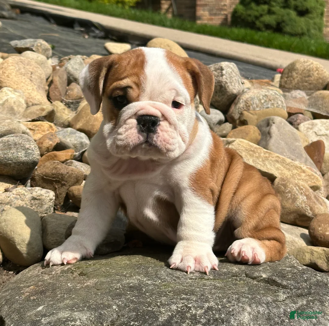 English Bulldog dogs for sale: Luna - Ad 2