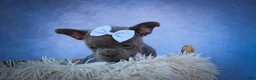 Frenchton dogs for sale: Quinn - Ad 6