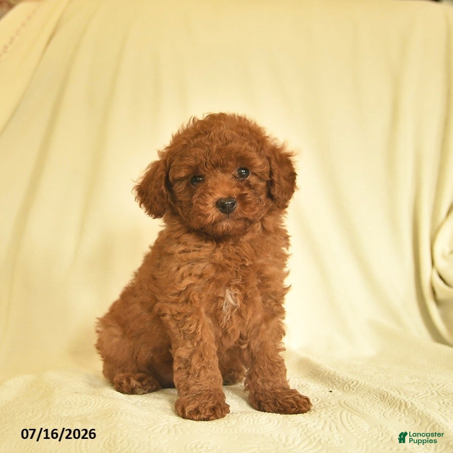 Toy Poodle dogs Lance  - Ad 1