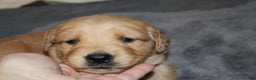 Golden Retriever dogs for sale: Fawn - Ad 2