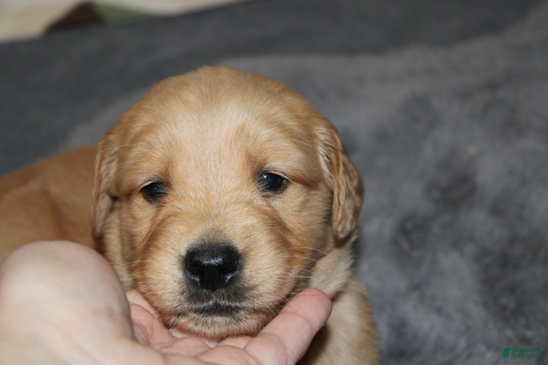 Golden Retriever dogs for sale: Fawn - Ad 2