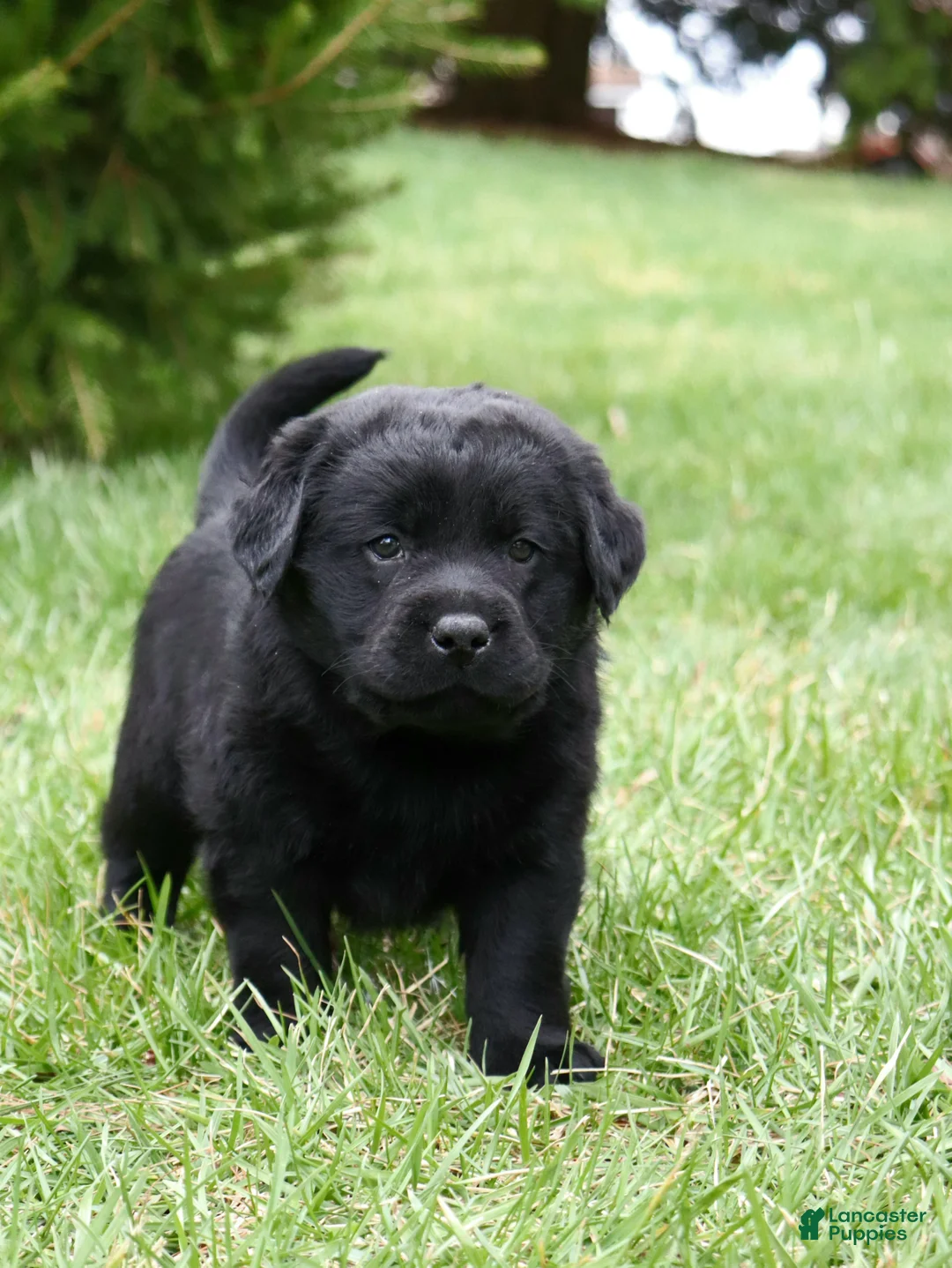 Labrador Retriever dogs for sale: Rose - Ad 1