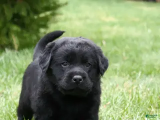 Labrador Retriever dogs for sale: Rose - Ad 3