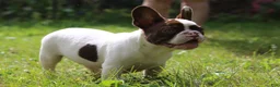 French Bulldog dogs for sale: Winston / male  - Ad 4