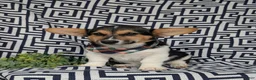 Welsh Corgi Pembroke dogs for sale: Blake - Ad 5