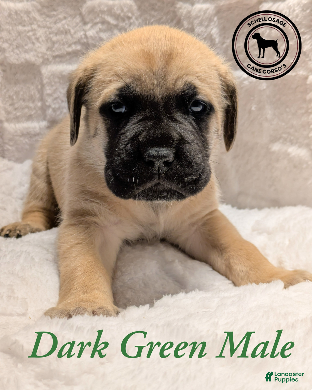 Cane Corso dogs for sale: Green - Ad 1