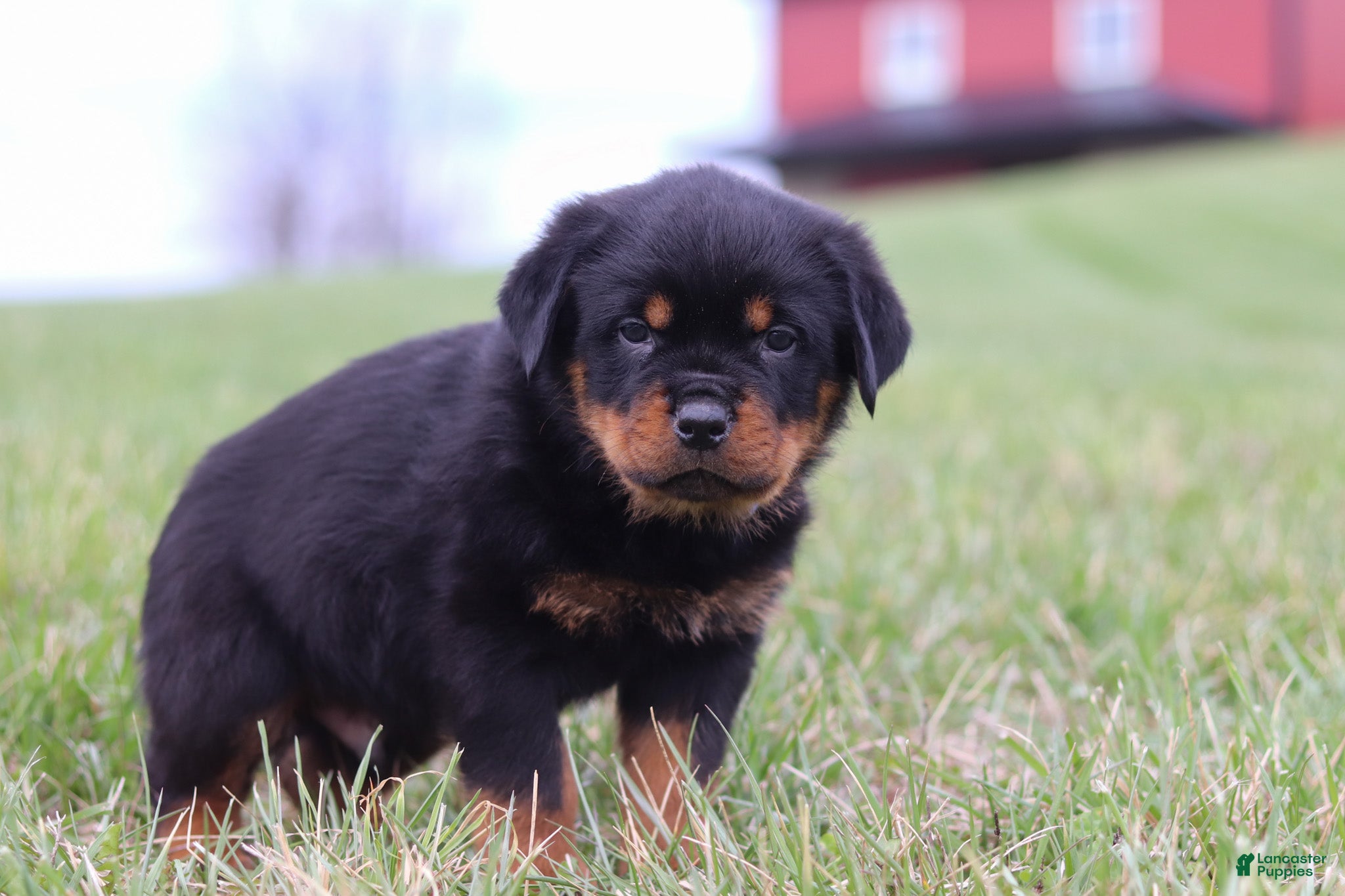 Rottweiler dogs Russel - Ad 2
