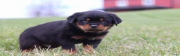 Rottweiler dogs for sale: Russel - Ad 2