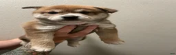 Shiba Inu dogs for sale: Mary - Ad 3