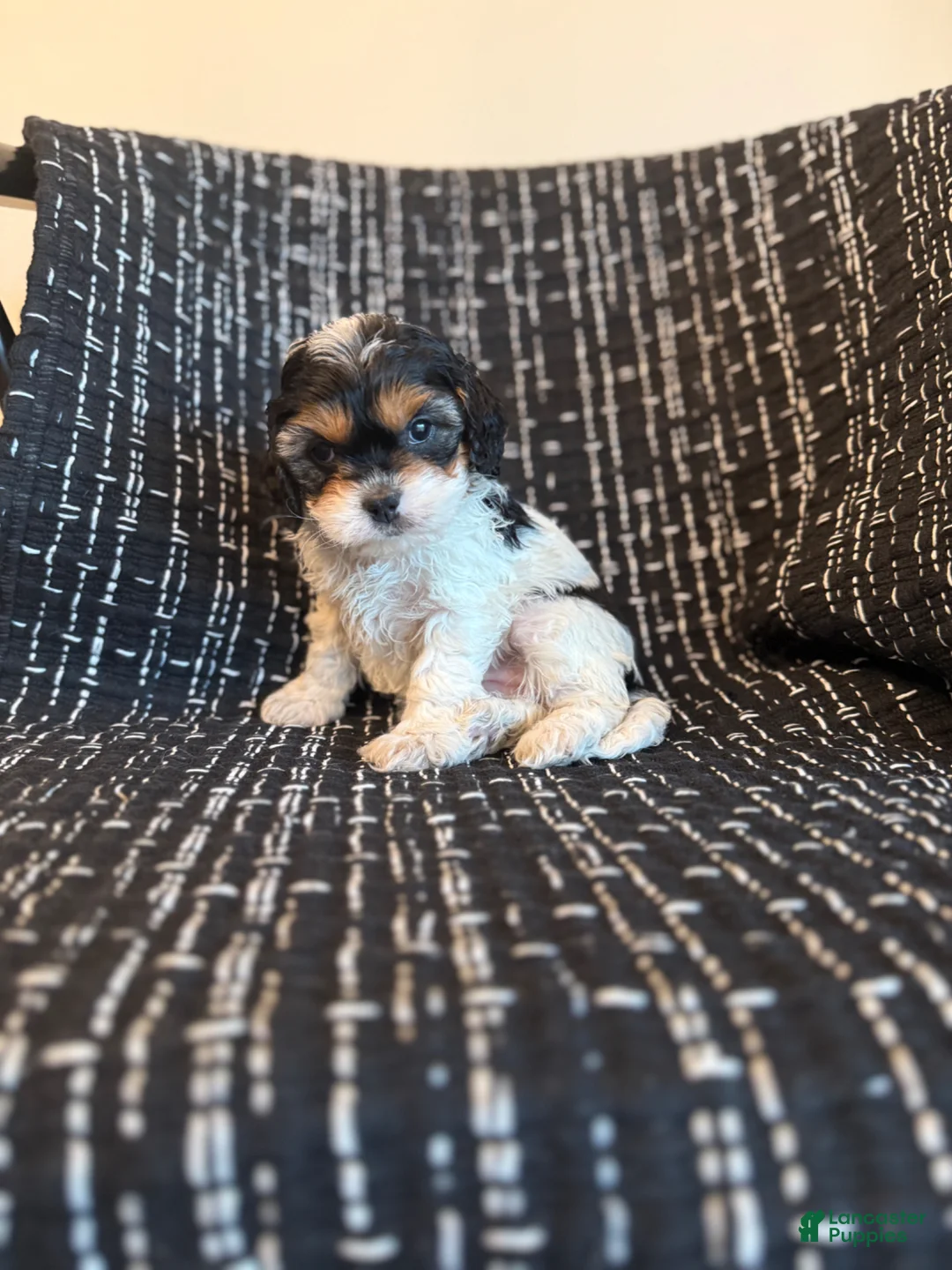 Cavapoo dogs for sale: Casey  - Ad 1