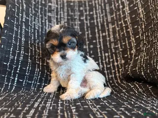 Cavapoo dogs Casey - Ad 30