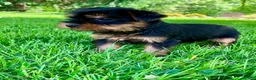 Yorkshire Terrier dogs for sale: Ariel - Ad 6