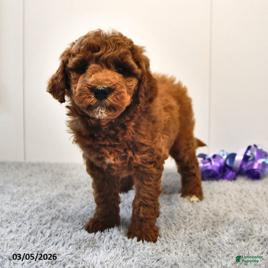 Mini Goldendoodle dogs Biscuit - Ad 2