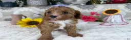 Cavapoo dogs for sale: Kayla - Ad 7