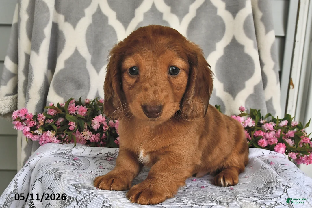 Miniature Dachshund dogs for sale: Rex - Ad 2