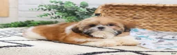 Shih Tzu dogs for sale: Theon  - Ad 5