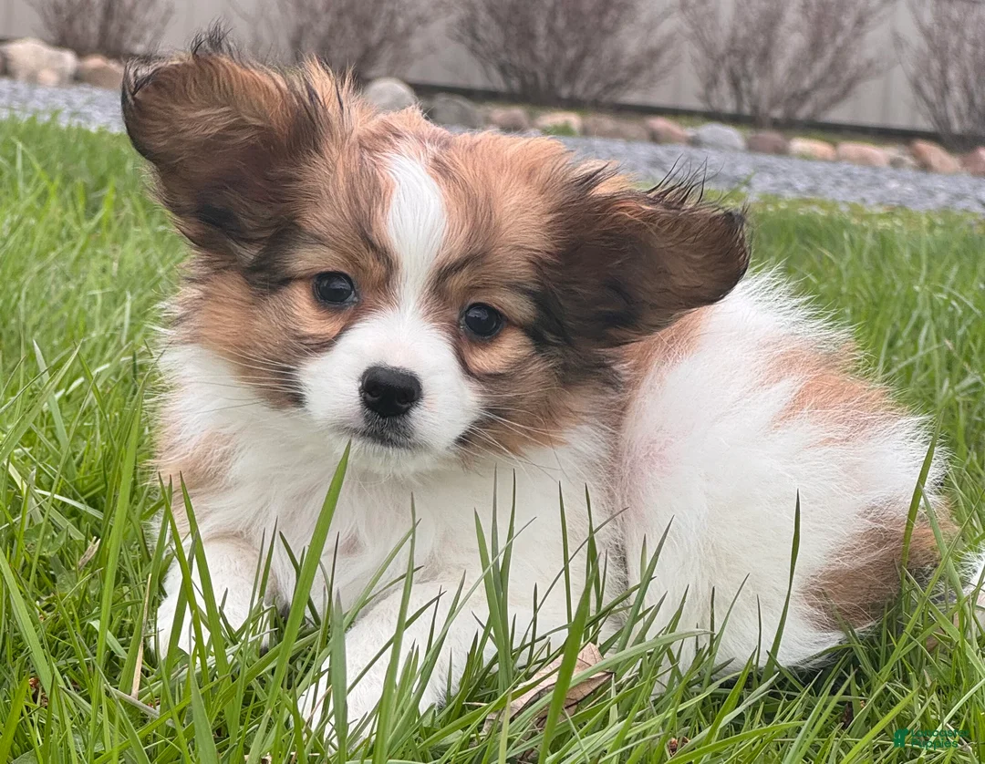 Papillon dogs for sale: Red - Ad 1