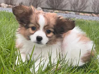 Papillon dogs Red - Ad 14