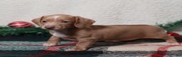 Dachshund dogs for sale: Daphne - Ad 12