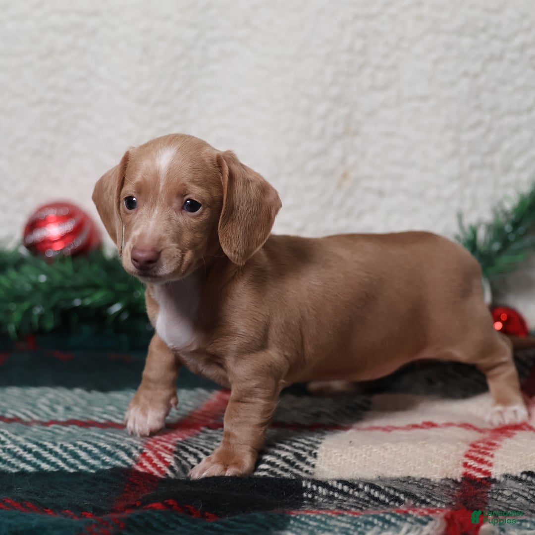 Dachshund dogs for sale: Daphne - Ad 12