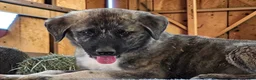 Anatolian Shepherd dogs for sale: Aspen 2026 Male 4 - Ad 3
