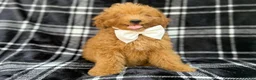 Mini Goldendoodle dogs for sale: Dayton - Ad 3