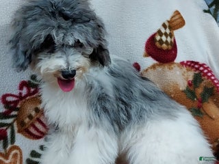 Toy Poodle dogs - Ad 34