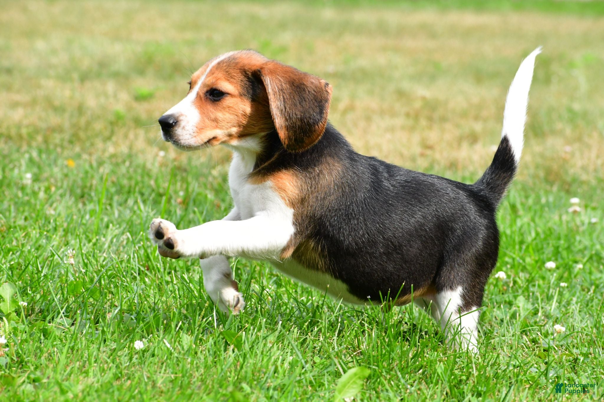 Beagle dogs Teddy - Ad 2