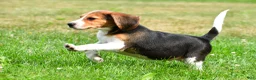 Beagle dogs for sale: Teddy - Ad 2