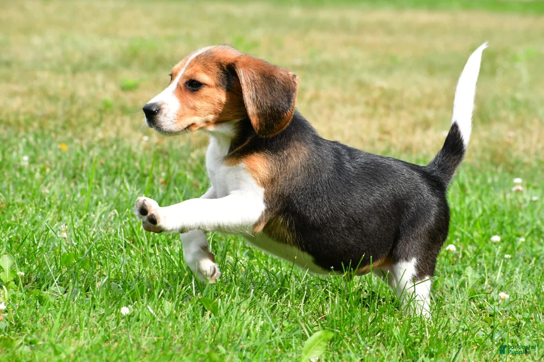 Beagle dogs for sale: Teddy - Ad 2