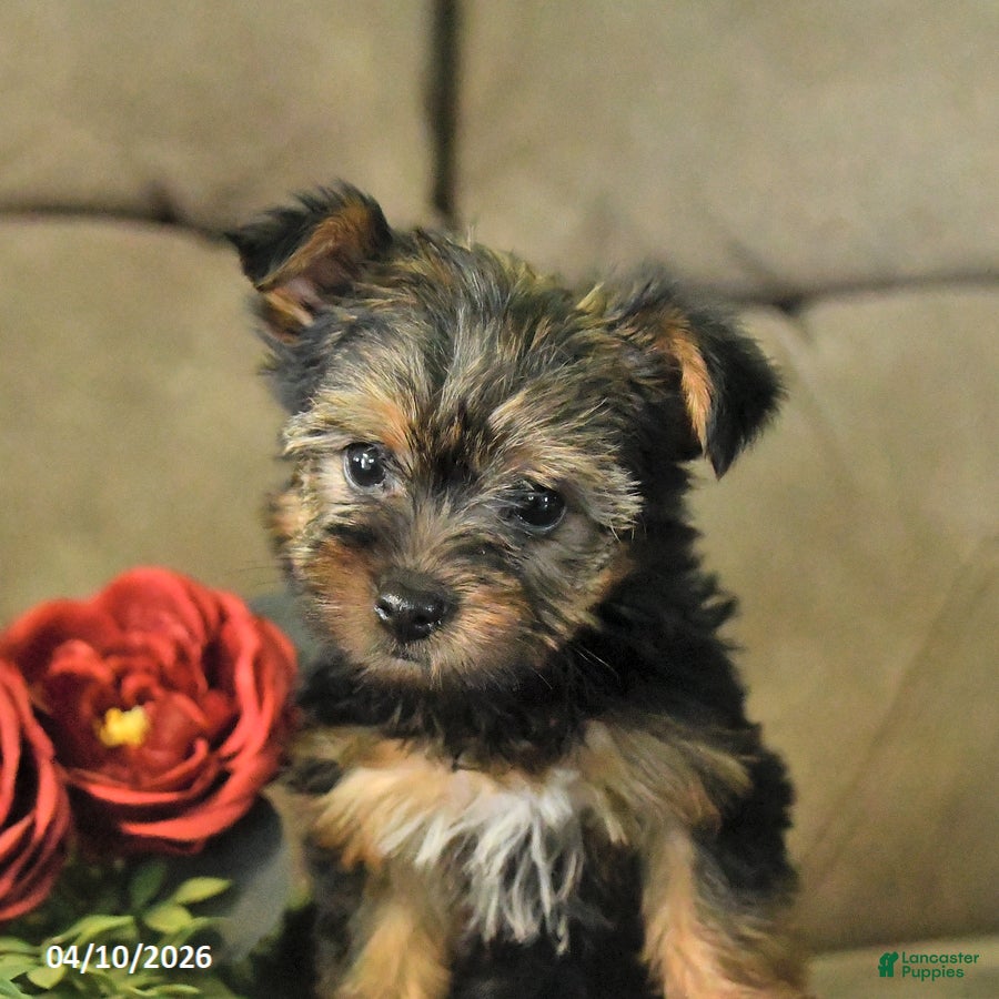Yorkshire Terrier dogs Bonnie - Ad 2