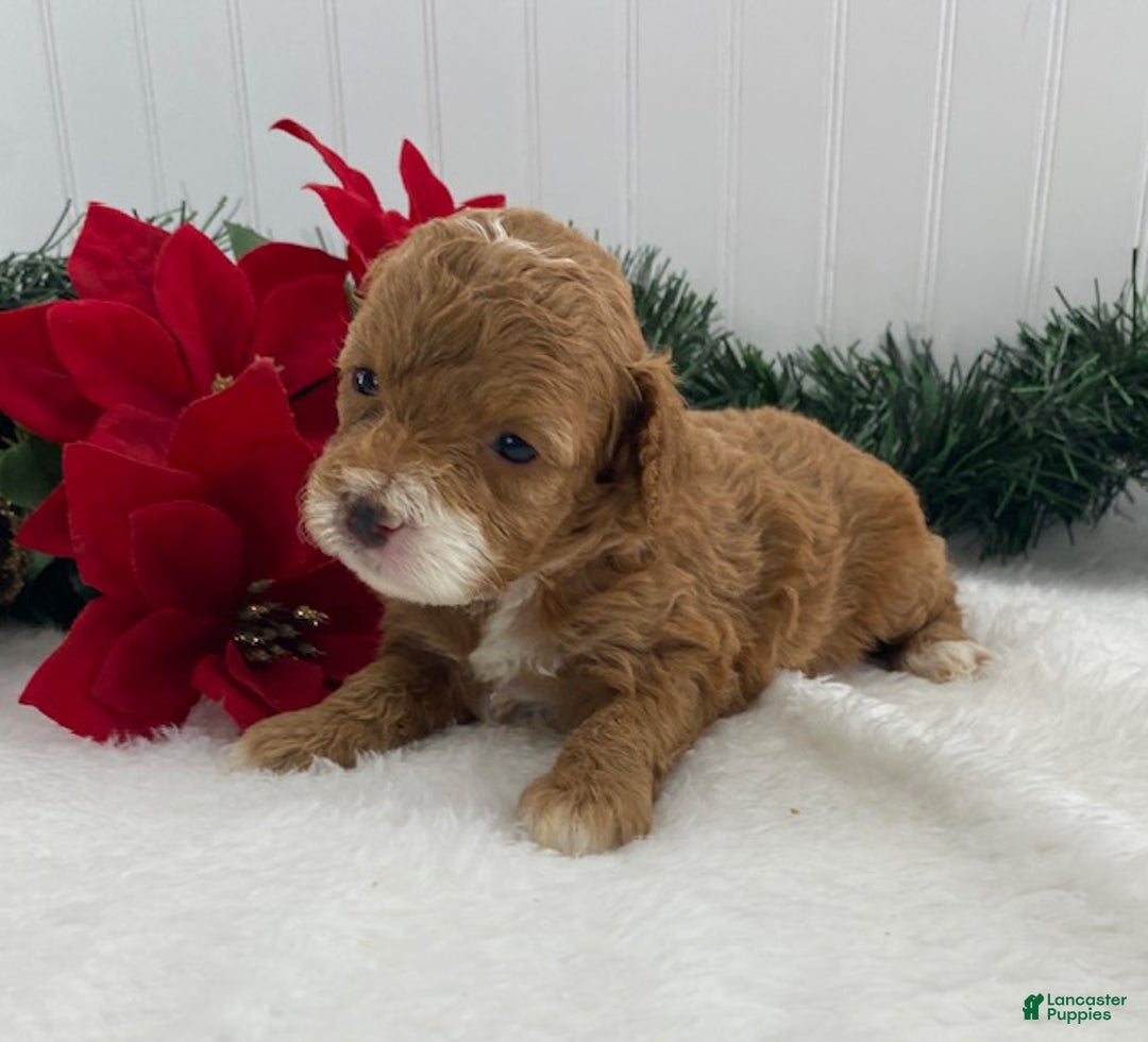 Cavapoo dogs for sale: Sugar - Ad 3