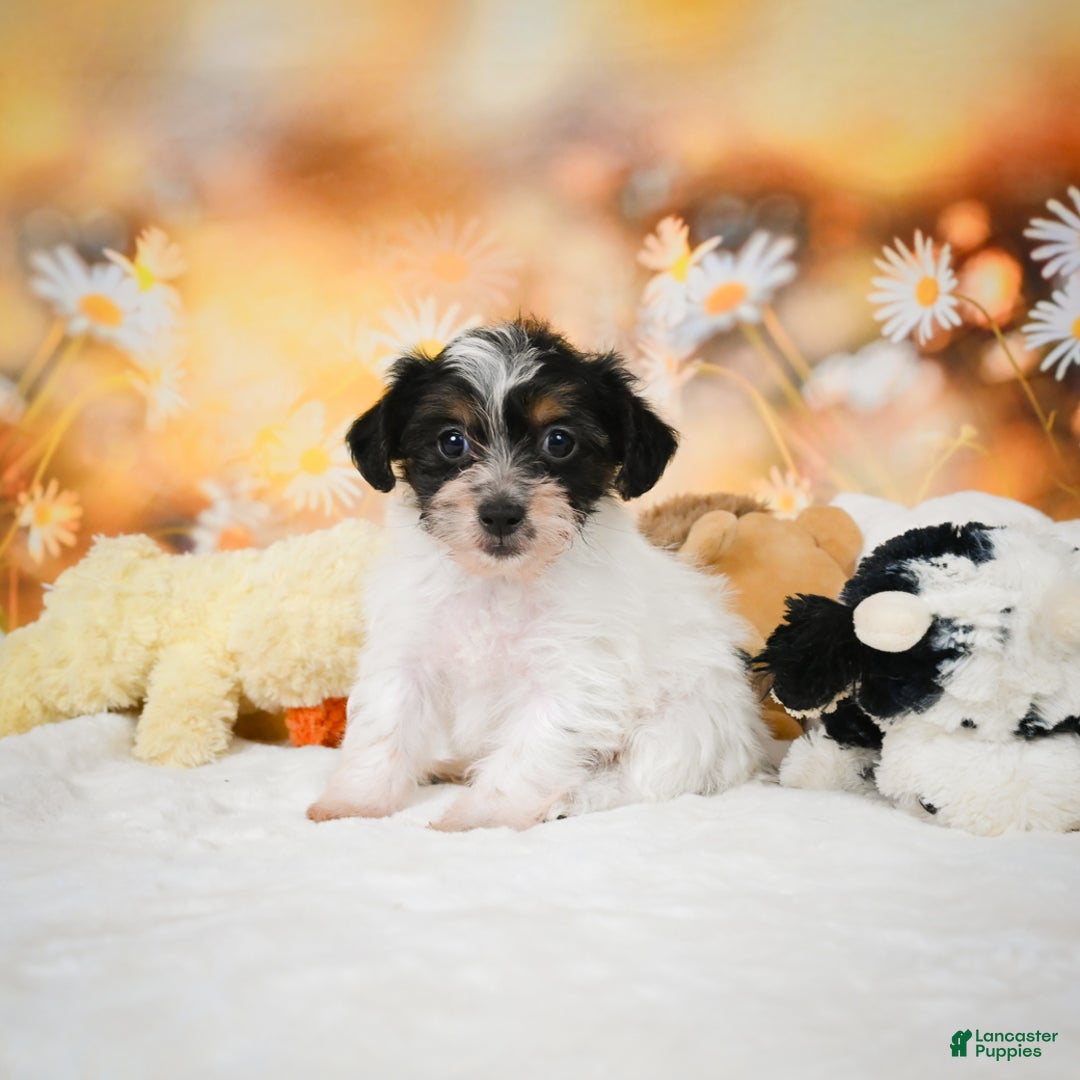 Yorkiepoo dogs for sale: Oakley - Ad 5