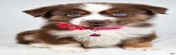 Miniature Australian Shepherd dogs for sale: Darcy - Ad 3